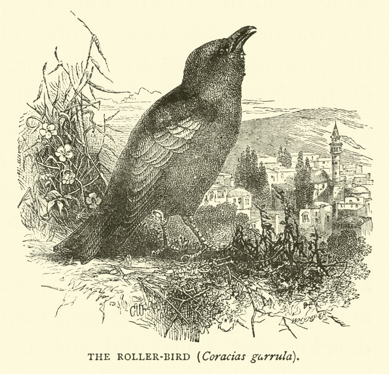Roller-kuş, Coracias garrula by English School