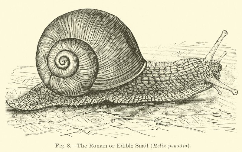 Roma veya Yenilebilir Salyangoz (Helix pomatia) by English School
