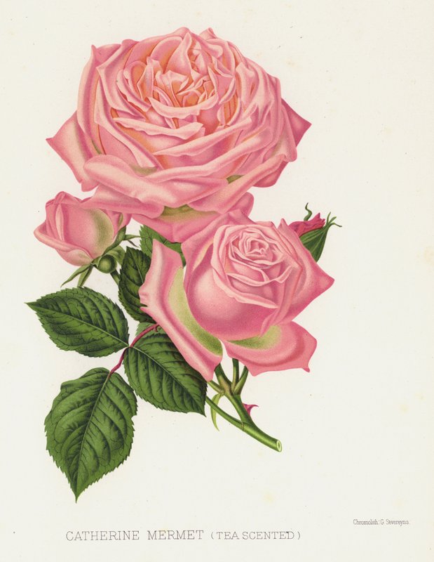 Gül Bahçesi: Catherine Mermet, Çay Kokulu by English School