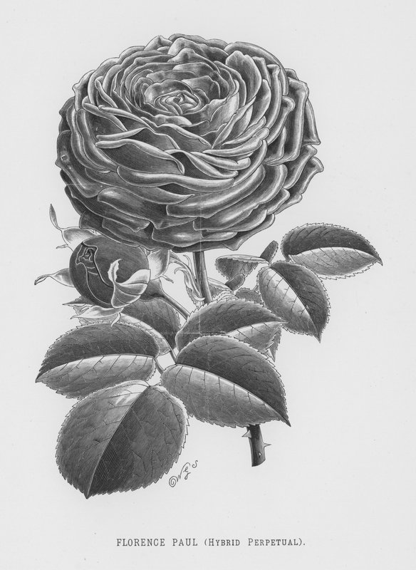 Gül Bahçesi: Florence Paul, Hybrid Perpetual (gravür) by English School