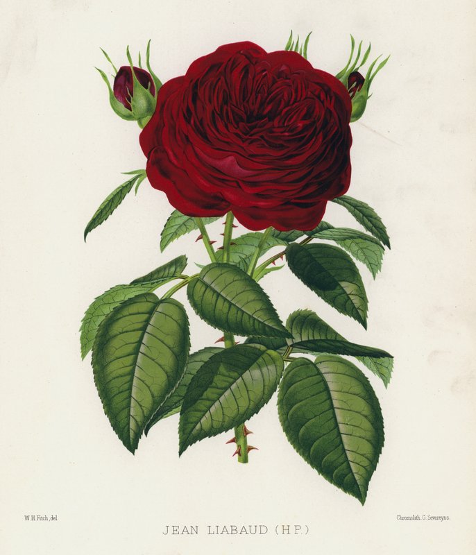Gül Bahçesi: Jean Liabaud, HP by English School