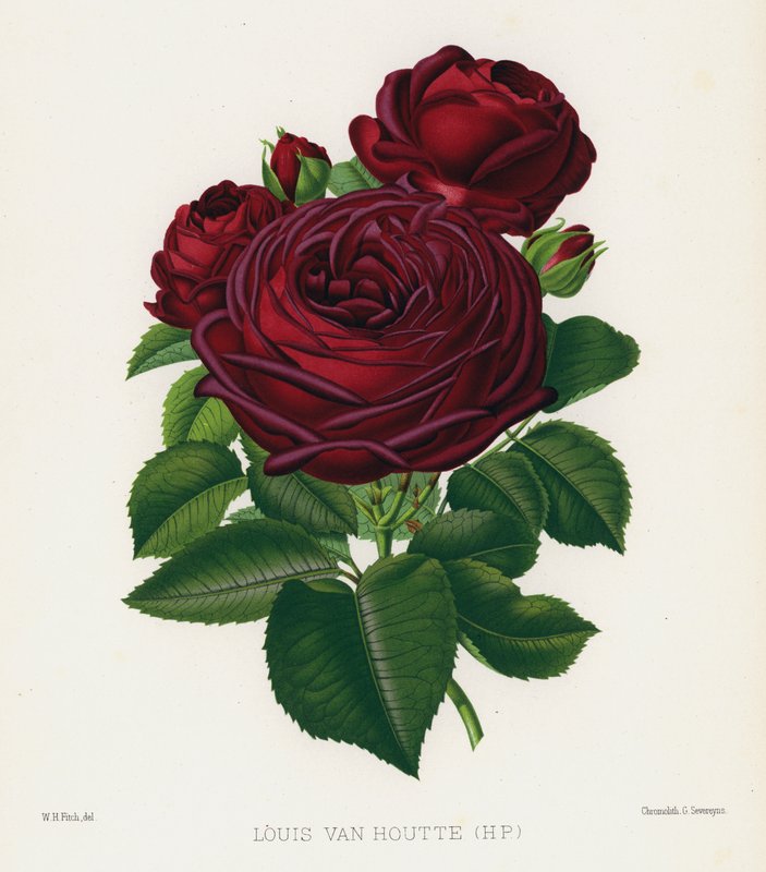 Gül Bahçesi: Louis Van Houtte, HP by English School