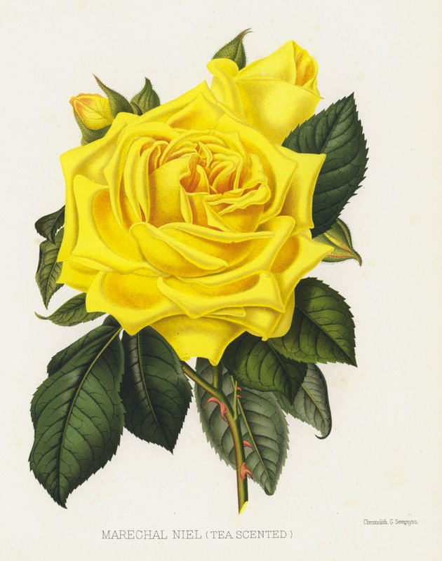 Gül Bahçesi: Marechal Niel, Çay Kokulu by English School