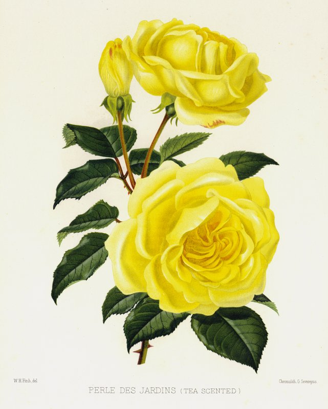 Gül Bahçesi: Perle Des Jardins, Çay Kokulu by English School