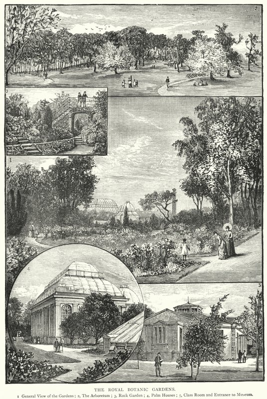 Kraliyet Botanik Bahçeleri (gravür) by English School