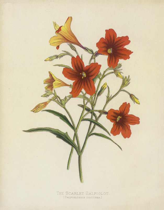 Kızıl Salpiglot, Salpiglossis Coccinea by English School