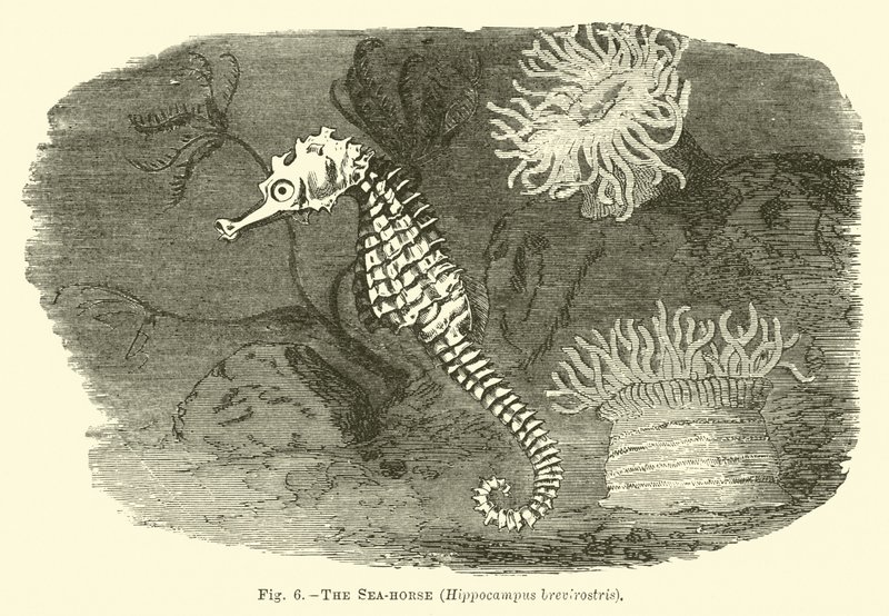 Deniz atı, Hippocampus brevirostris by English School