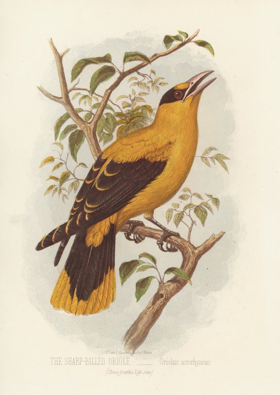 Keskin Faturalı Sarımsak, Oriolus Acrorhyncus (renkli taş) by English School