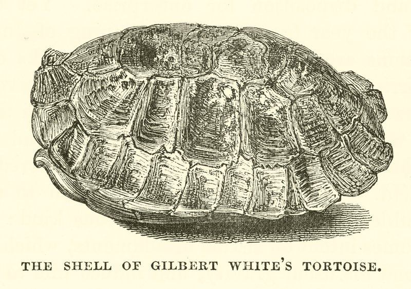 Gilbert White