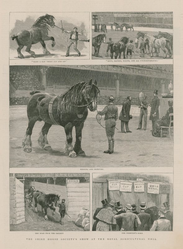 Kraliyet Tarım Salonunda Shire Horse Society gösterisi by English School