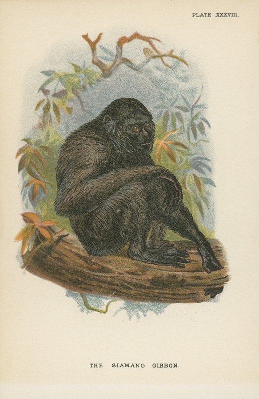 Siamang Gibbon by English School