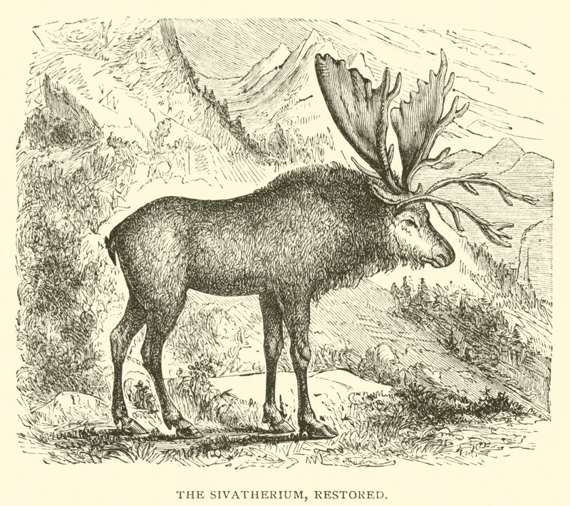 Sivatherium, restore edilmiş (gravür) by English School