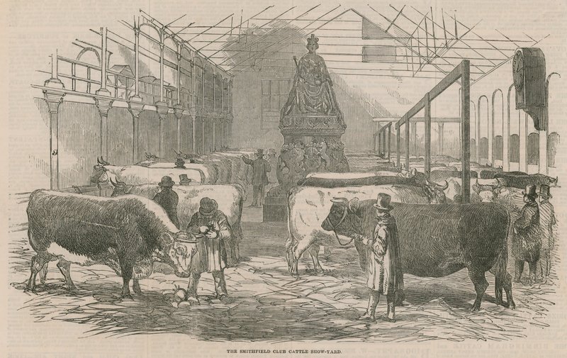 Smithfield Club Sığır Gösterisi Yard by English School