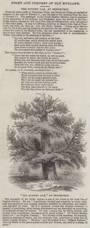 Sydney Oak, Penshurst