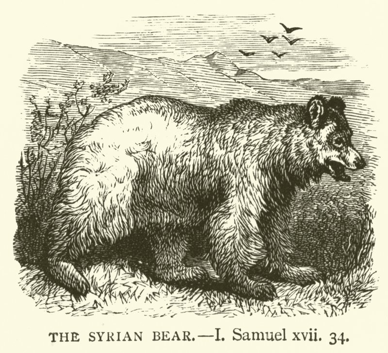 Suriye Ayısı, I, Samuel, xvii, 34 (gravür) by English School