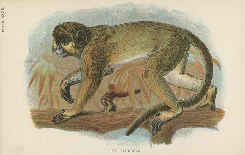 Talapoin by English School
