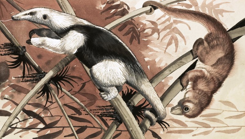 Tamandua by English School
