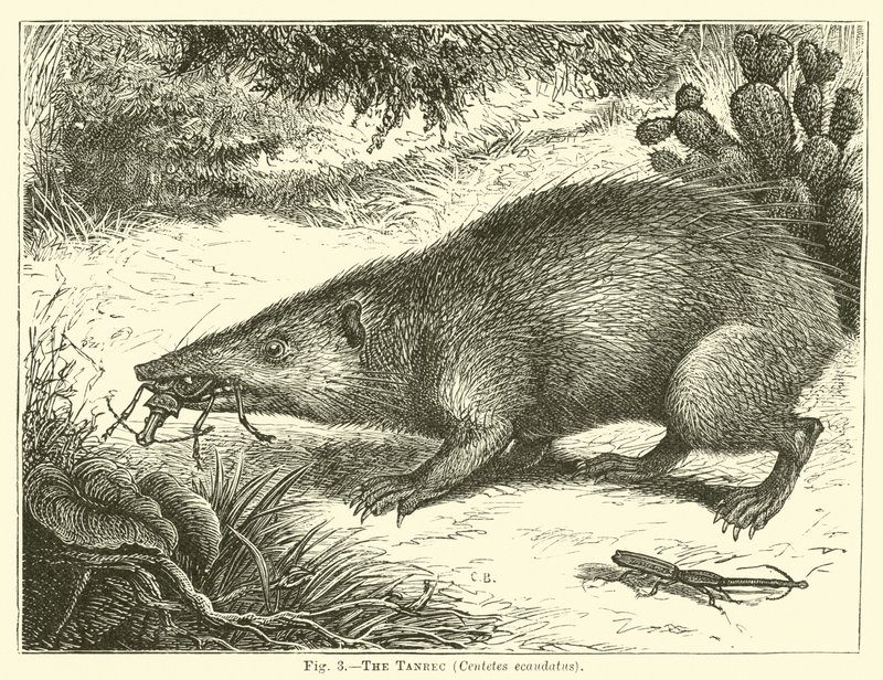 Tanrec, Centetes ecaudatus by English School