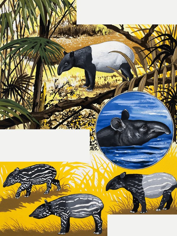 Tapir by English School