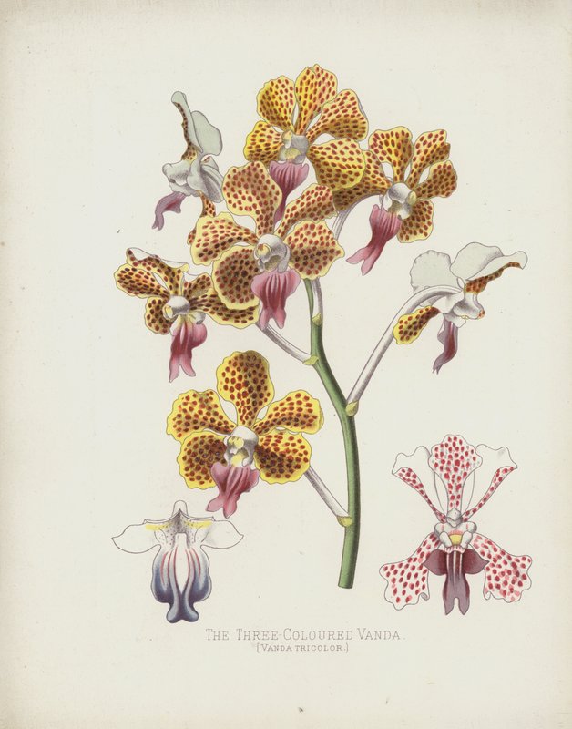 Üç Renkli Vanda, Vanda Tricolor by English School