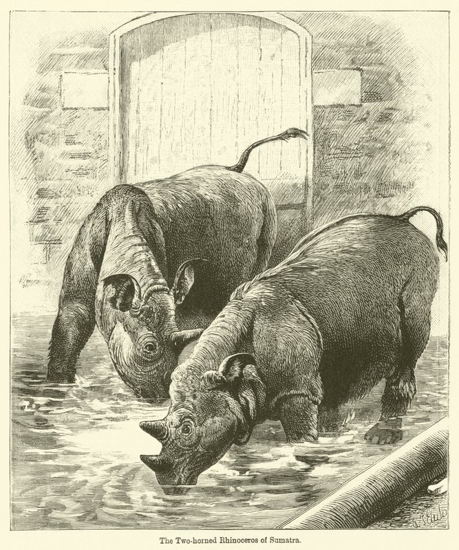 Sumatra