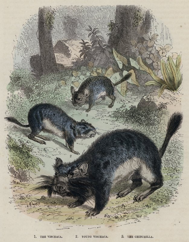 Vischaca, Genç Vischaca, Chinchilla (renkli gravür) by English School