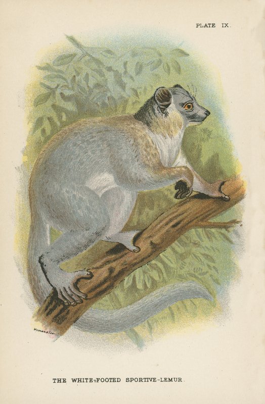 Ak Ayaklı Sportif-Lemur by English School