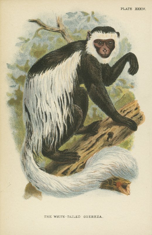 Ak Kuyruklu Guereza by English School