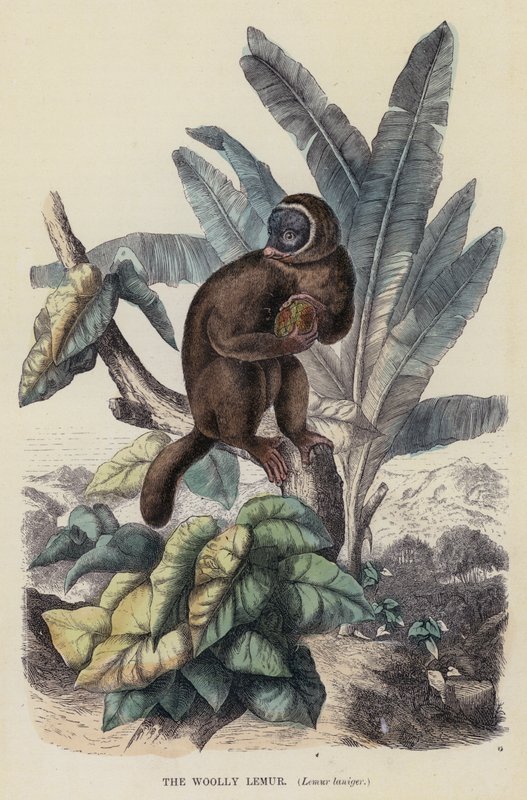 Yünlü Lemur, Lemur laniger (renkli gravür) by English School