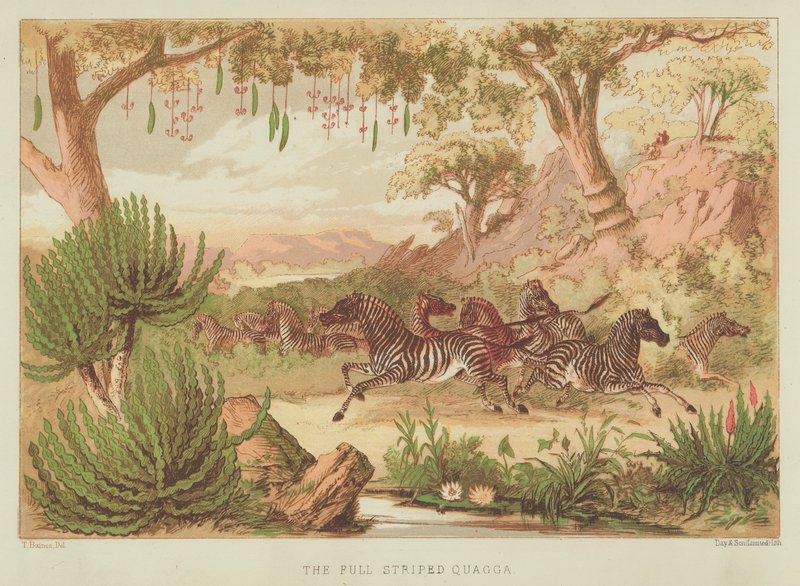 Tam çizgili quagga (renkli lito) by English School