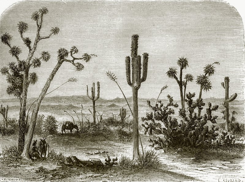 The giant cereus by English School