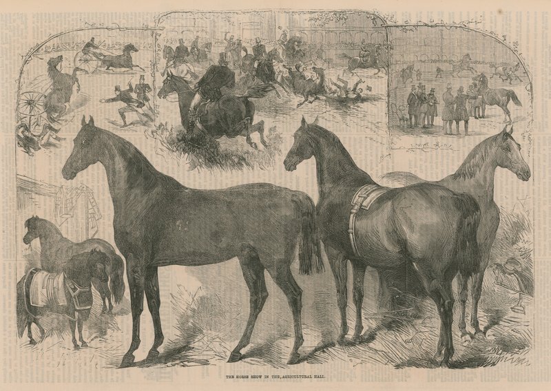 Tarım Salonunda at gösterisi by English School