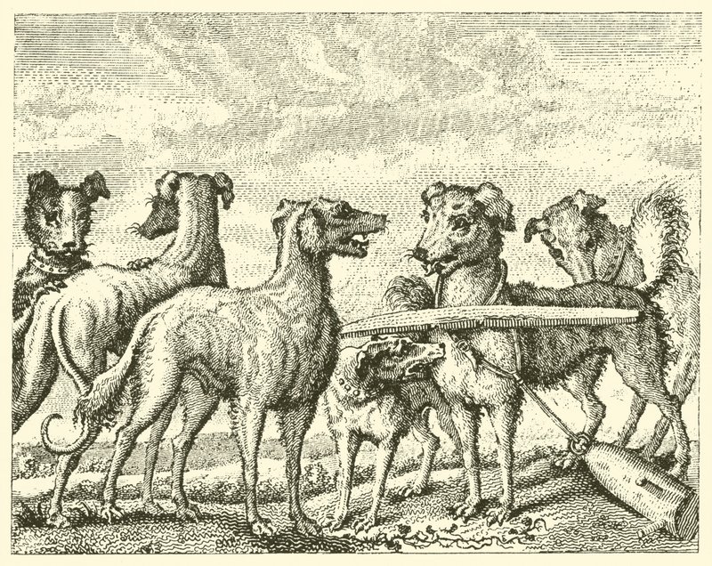 Yaramaz köpek (gravür) by English School
