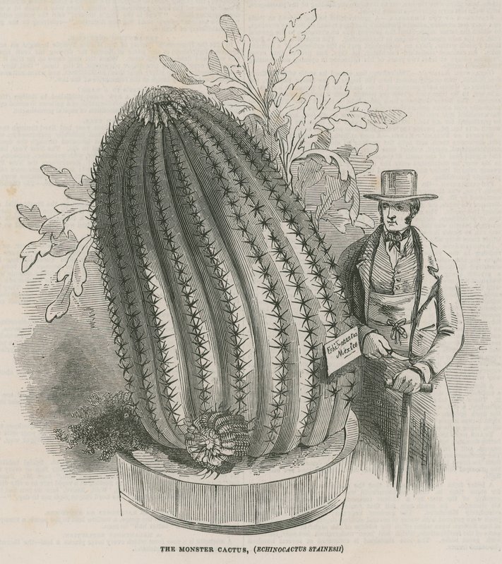 Canavar kaktüs (Echinocactus stainesh), Kraliyet Bahçeleri, Kew, Londra by English School