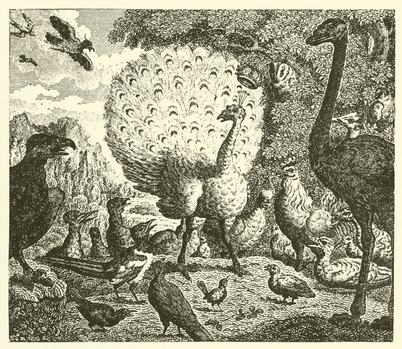 Tavus kuşu ve saksağan (gravür) by English School