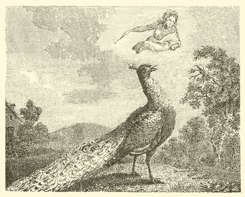 Tavus kuşunun şikayeti (gravür) by English School