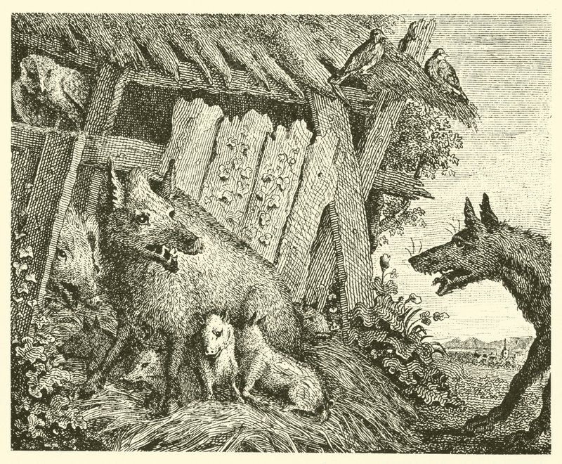 Dişi domuz ve kurt (gravür) by English School