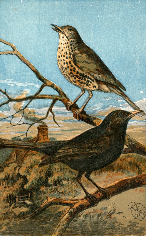 The speckle-breasted thrush, and yellow-billed blackbird by English School