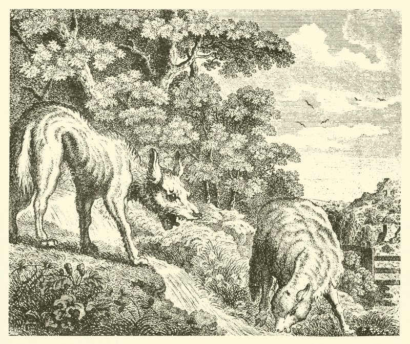 Kurt ve kuzu (gravür) by English School