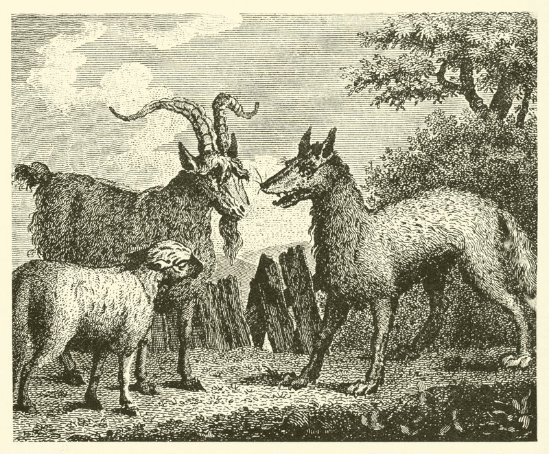 Kurt, kuzu ve keçi (gravür) by English School