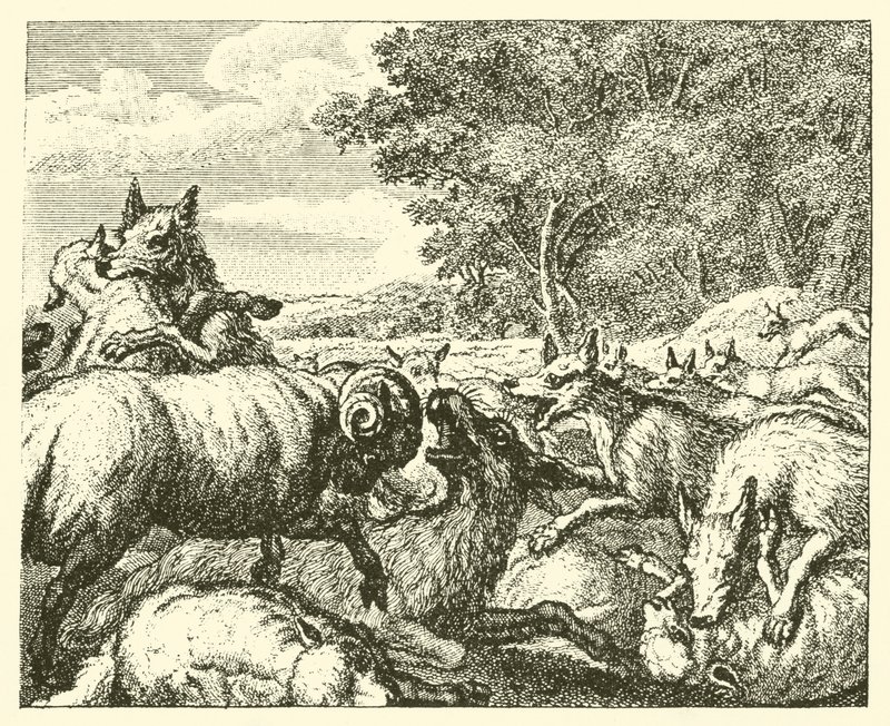 Kurtlar ve koyunlar (gravür) by English School