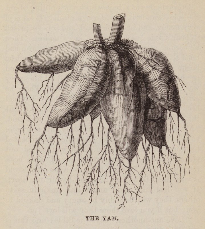 Yam (gravür) by English School