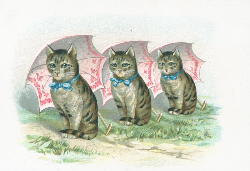 Bir sırada oturan üç kedi by English School