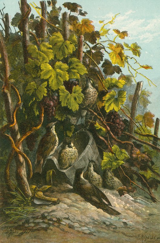 Ardıç ve asma by English School