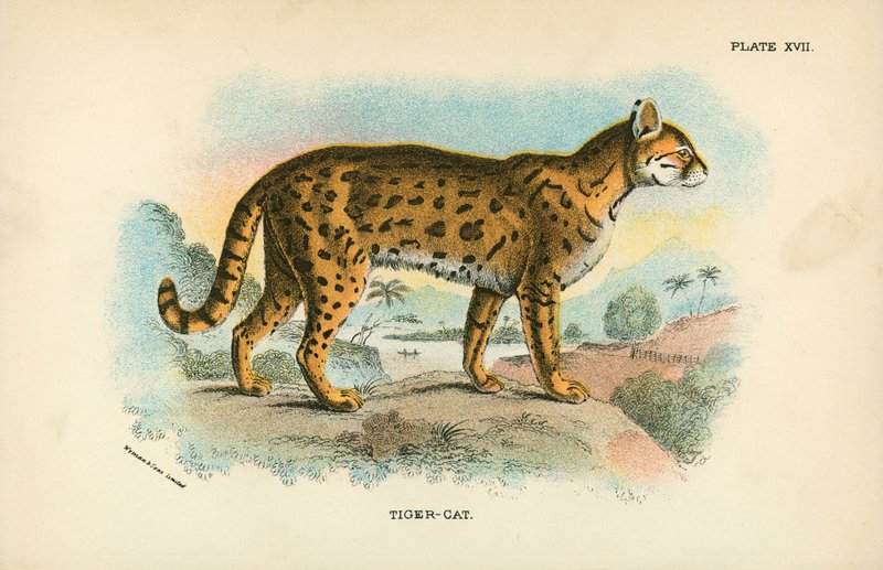 Kaplan-Kedi by English School