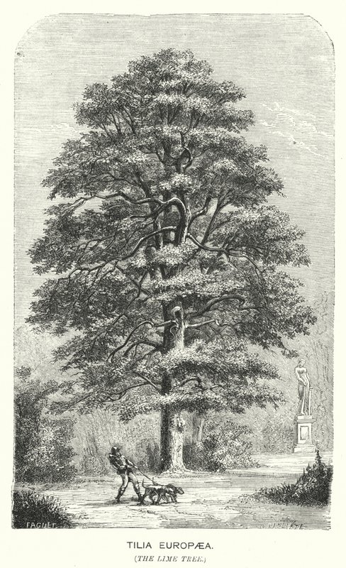Tilia Europaea, Kireç Ağacı (gravür) by English School