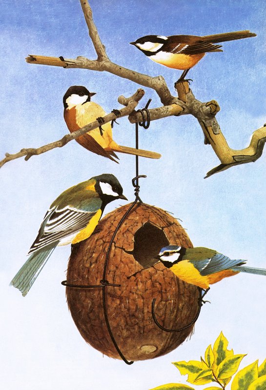 Titmice, or tits by English School