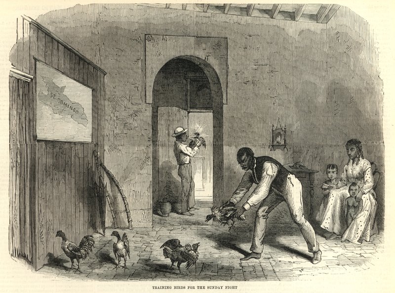Pazar dövüşü için kuşları eğitmek by English School