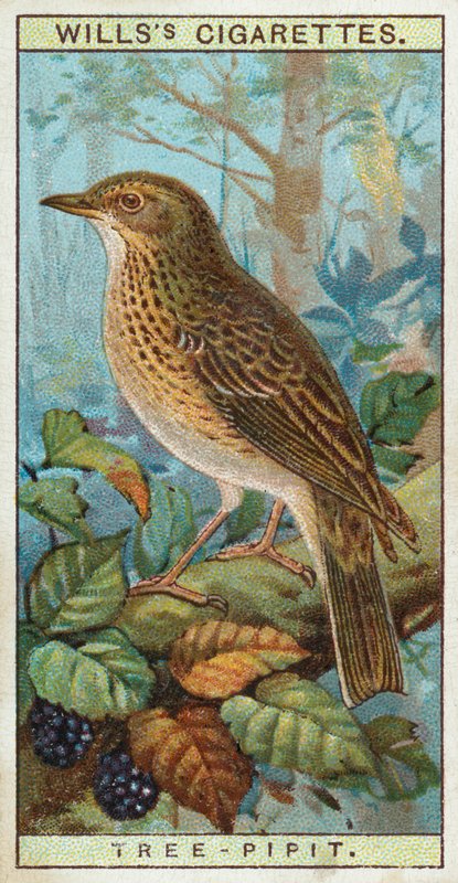 Ağaç-Pipit by English School