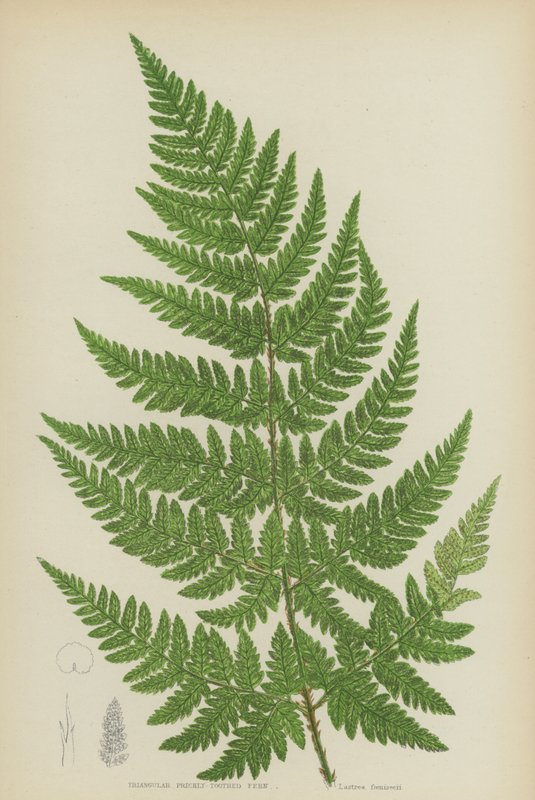 Üçgen Dikenli Dişli Eğreltiotu (renkli litho) by English School